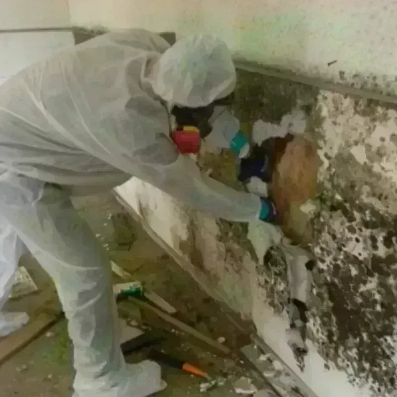 Mold Remediation and Removal in Hillsborough, NJ